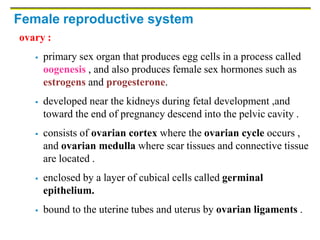 Female reproductive system
ovary :
 primary sex organ that produces egg cells in a process called
oogenesis , and also produces female sex hormones such as
estrogens and progesterone.
 developed near the kidneys during fetal development ,and
toward the end of pregnancy descend into the pelvic cavity .
 consists of ovarian cortex where the ovarian cycle occurs ,
and ovarian medulla where scar tissues and connective tissue
are located .
 enclosed by a layer of cubical cells called germinal
epithelium.
 bound to the uterine tubes and uterus by ovarian ligaments .
 