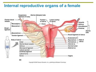 Internal reproductive organs of a female
 