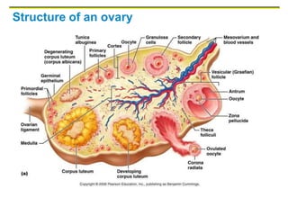 Structure of an ovary
 