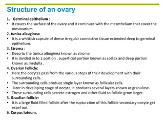 Structure of an ovary
1. Germinal epithelium :
• It covers the surface of the ovary and it continues with the mesothelium that cover the
mesovarium.
2. tunica albuginea:
• It is a whittish capsule of dense irregular connective tissue extended deep to germinal
epithelium.
3. Stroma :
• Deep to the tunica albuginea known as stroma
• It is divided in to 2 portion , superficial portion known as cortex and deep portion
known as medulla .
4. Ovarian Follicle:
• Here the oocytes pass from the various steps of their development with their
surrounding cells.
• The surrounding cells produce single layer known as follicular cells.
• later in developing stage of oocyte, it produces several layers known as granulose.
• These surrounding cells secrete estrogen and other fluid so follicle grow larger.
5. Graafian follicle:
• It is a large fluid filled follicle after the rupturation of this follicle secondary oocyte get
expel out.
6. Corpus luteum.
 
