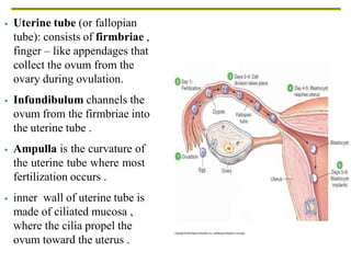  Uterine tube (or fallopian
tube): consists of firmbriae ,
finger – like appendages that
collect the ovum from the
ovary during ovulation.
 Infundibulum channels the
ovum from the firmbriae into
the uterine tube .
 Ampulla is the curvature of
the uterine tube where most
fertilization occurs .
 inner wall of uterine tube is
made of ciliated mucosa ,
where the cilia propel the
ovum toward the uterus .
 