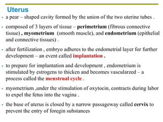Uterus
 a pear – shaped cavity formed by the union of the two uterine tubes .
 composed of 3 layers of tissue – perimetrium (fibrous connective
tissue) , myometrium (smooth muscle), and endometrium (epithelial
and connective tissues) .
 after fertilization , embryo adheres to the endometrial layer for further
development – an event called implantation .
 to prepare for implantation and development , endometrium is
stimulated by estrogens to thicken and becomes vascularzed – a
process called the menstrual cycle .
 myometrium ,under the stimulation of oxytocin, contracts during labor
to expel the fetus into the vagina .
 the base of uterus is closed by a narrow passageway called cervix to
prevent the entry of foregin substances
 