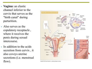  Vagina: an elastic
channel inferior to the
cervix that serves as the
"birth canal" during
parturition.
 Also serves as the
copulatory receptacle ,
where it receives the
penis during sexual
intercourse.
 In addition to the acids
secretion from cervix , it
also coveys uterine
secretions (i.e. menstrual
flow).
 