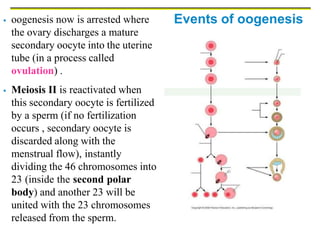 Events of oogenesis
 oogenesis now is arrested where
the ovary discharges a mature
secondary oocyte into the uterine
tube (in a process called
ovulation) .
 Meiosis II is reactivated when
this secondary oocyte is fertilized
by a sperm (if no fertilization
occurs , secondary oocyte is
discarded along with the
menstrual flow), instantly
dividing the 46 chromosomes into
23 (inside the second polar
body) and another 23 will be
united with the 23 chromosomes
released from the sperm.
 
