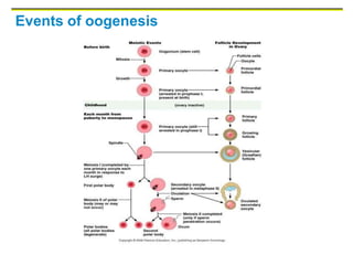 Events of oogenesis
 