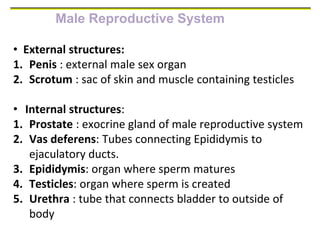 Male Reproductive System
• External structures:
1. Penis : external male sex organ
2. Scrotum : sac of skin and muscle containing testicles
• Internal structures:
1. Prostate : exocrine gland of male reproductive system
2. Vas deferens: Tubes connecting Epididymis to
ejaculatory ducts.
3. Epididymis: organ where sperm matures
4. Testicles: organ where sperm is created
5. Urethra : tube that connects bladder to outside of
body
 