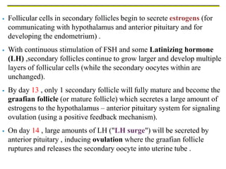  Follicular cells in secondary follicles begin to secrete estrogens (for
communicating with hypothalamus and anterior pituitary and for
developing the endometrium) .
 With continuous stimulation of FSH and some Latinizing hormone
(LH) ,secondary follicles continue to grow larger and develop multiple
layers of follicular cells (while the secondary oocytes within are
unchanged).
 By day 13 , only 1 secondary follicle will fully mature and become the
graafian follicle (or mature follicle) which secretes a large amount of
estrogens to the hypothalamus – anterior pituitary system for signaling
ovulation (using a positive feedback mechanism).
 On day 14 , large amounts of LH ("LH surge") will be secreted by
anterior pituitary , inducing ovulation where the graafian follicle
ruptures and releases the secondary oocyte into uterine tube .
 