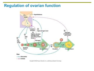 Regulation of ovarian function
 