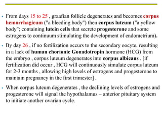  From days 15 to 25 , graafian follicle degenerates and becomes corpus
hemorrhagicum ("a bleeding body") then corpus luteum ("a yellow
body"; containing lutein cells that secrete progesterone and some
estrogens to continuum stimulating the development of endometrium).
 By day 26 , if no fertilization occurs to the secondary oocyte, resulting
in a lack of human chorionic Gonadotropin hormone (HCG) from
the embryo , corpus luteum degenerates into corpus albicans . [if
fertilization did occur , HCG will continuously simulate corpus luteum
for 2-3 months , allowing high levels of estrogens and progesterone to
maintain pregnancy in the first trimester] .
 When corpus luteum degenerates , the declining levels of estrogens and
progesterone will signal the hypothalamus – anterior pituitary system
to initiate another ovarian cycle.
 