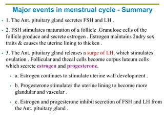 Major events in menstrual cycle - Summary
 1. The Ant. pituitary gland secretes FSH and LH .
 2. FSH stimulates maturation of a follicle .Granulose cells of the
follicle produce and secrete estrogen . Estrogen maintains 2ndry sex
traits & causes the uterine lining to thicken .
 3. The Ant. pituitary gland releases a surge of LH, which stimulates
ovulation . Follicular and thecal cells become corpus luteum cells
which secrete estrogen and progesterone.
 a. Estrogen continues to stimulate uterine wall development .
 b. Progesterone stimulates the uterine lining to become more
glandular and vascular .
 c. Estrogen and progesterone inhibit secretion of FSH and LH from
the Ant. pituitary gland .
 
