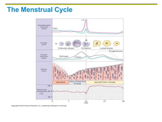 The Menstrual Cycle
 