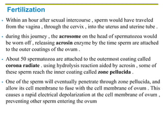 Fertilization
 Within an hour after sexual intercourse , sperm would have traveled
from the vagina , through the cervix , into the uterus and uterine tube .
 during this journey , the acrosome on the head of spermatozoa would
be worn off , releasing acrosin enzyme by the time sperm are attached
to the outer coatings of the ovum .
 About 50 spermatozoa are attached to the outermost coating called
corona radiate . using hydrolysis reaction aided by acrosin , some of
these sperm reach the inner coating called zone pellucida .
 One of the sperm will eventually penetrate through zone pellucida, and
allow its cell membrane to fuse with the cell membrane of ovum . This
causes a rapid electrical depolarization at the cell membrane of ovum ,
preventing other sperm entering the ovum
 
