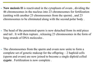  Now meiosis II is reactivated in the cytoplasm of ovum , dividing the
46 chromosomes in the nucleus into 23 chromosomes for fertilization
(uniting with another 23 chromosomes from the sperm) , and 23
chromosomes to be eliminated along with the second polar body .
 The head of the penetrated sperm is now detached from its mid piece
and tail . It will then rupture , releasing 23 chromosomes in the form of
long strands of DNA molecules .
 The chromosomes from the sperm and ovum now unite to form a
complete set of genetic makeup for the offspring – 2 haploid cells
(sperm and ovum) are now joined to become a single diploid celled
zygote . Fertilization is now complete .
 