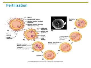 Fertilization
 