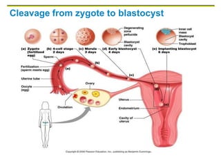 Cleavage from zygote to blastocyst
 