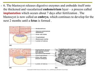  6. The blastocyst releases digestive enzymes and embedds itself onto
the thickened and vascularized endometrium layer – a process called
implantation which occurs about 7 days after fertilization . The
blastocyst is now called an embryo, which continues to develop for the
next 2 months until a fetus is formed .
 
