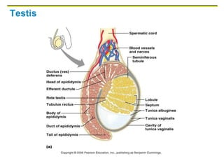 Testis
 