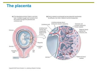 The placenta
 