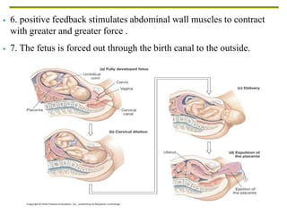  6. positive feedback stimulates abdominal wall muscles to contract
with greater and greater force .
 7. The fetus is forced out through the birth canal to the outside.
 