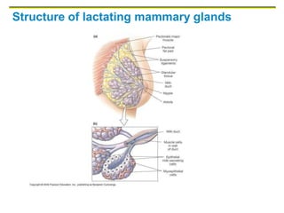 Structure of lactating mammary glands
 