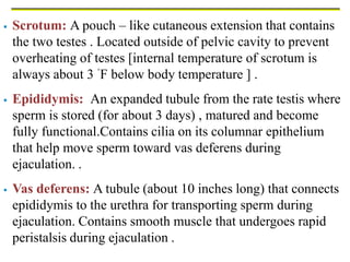  Scrotum: A pouch – like cutaneous extension that contains
the two testes . Located outside of pelvic cavity to prevent
overheating of testes [internal temperature of scrotum is
always about 3 ˚F below body temperature ] .
 Epididymis: An expanded tubule from the rate testis where
sperm is stored (for about 3 days) , matured and become
fully functional.Contains cilia on its columnar epithelium
that help move sperm toward vas deferens during
ejaculation. .
 Vas deferens: A tubule (about 10 inches long) that connects
epididymis to the urethra for transporting sperm during
ejaculation. Contains smooth muscle that undergoes rapid
peristalsis during ejaculation .
 