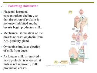  III. Following childbirth :
 Placental hormonal
concentrations decline , so
that the action of prolatin is
no longer inhibited andthe
breasts begin producing milk.
 Mechanical stimulation of the
breasts releases oxytocin from
Ant. pituitary gland.
 Oxytocin stimulates ejection
of milk from ducts.
 As long as milk is removed ,
more prolactin is released ; if
milk is not removed , milk
production ceases.
 