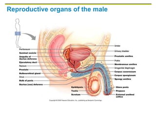 Reproductive organs of the male
 