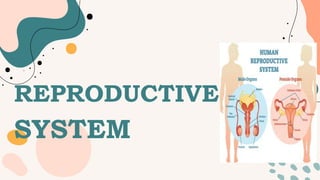 REPRODUCTIVE
SYSTEM
 