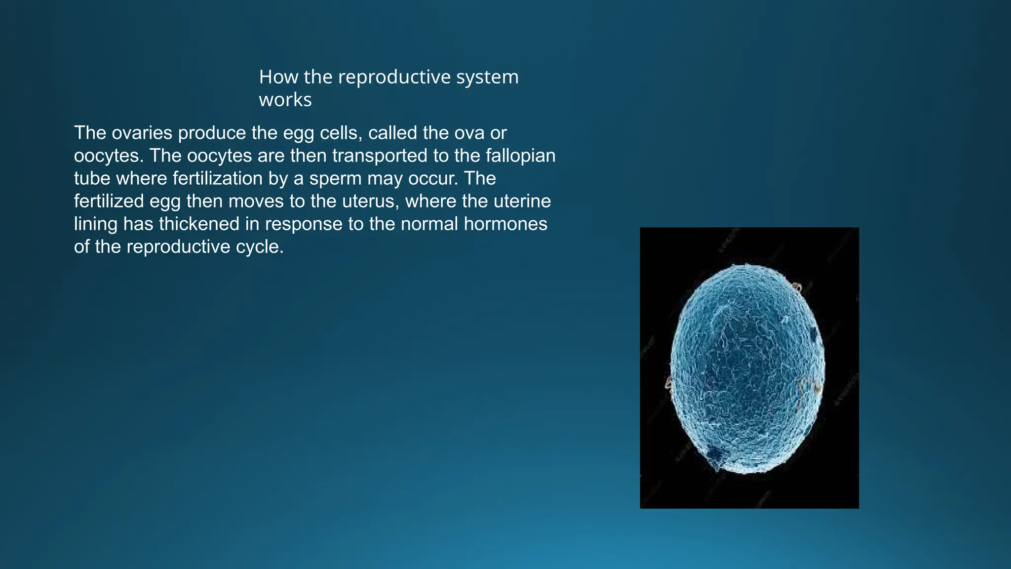 How the reproductive system
works
The ovaries produce the egg cells, called the ova or
oocytes. The oocytes are then transported to the fallopian
tube where fertilization by a sperm may occur. The
fertilized egg then moves to the uterus, where the uterine
lining has thickened in response to the normal hormones
of the reproductive cycle.
 