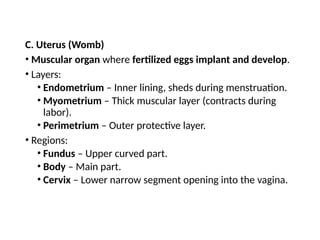 C. Uterus (Womb)
• Muscular organ where fertilized eggs implant and develop.
• Layers:
• Endometrium – Inner lining, sheds during menstruation.
• Myometrium – Thick muscular layer (contracts during
labor).
• Perimetrium – Outer protective layer.
• Regions:
• Fundus – Upper curved part.
• Body – Main part.
• Cervix – Lower narrow segment opening into the vagina.
 