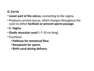 D. Cervix
• Lower part of the uterus, connecting to the vagina.
• Produces cervical mucus, which changes throughout the
cycle to either facilitate or prevent sperm passage.
• E. Vagina
• Elastic muscular canal (~7-10 cm long).
• Functions:
• Pathway for menstrual flow.
• Receptacle for sperm.
• Birth canal during delivery.
 