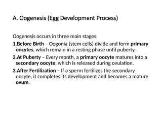 A. Oogenesis (Egg Development Process)
Oogenesis occurs in three main stages:
1.Before Birth – Oogonia (stem cells) divide and form primary
oocytes, which remain in a resting phase until puberty.
2.At Puberty – Every month, a primary oocyte matures into a
secondary oocyte, which is released during ovulation.
3.After Fertilization – If a sperm fertilizes the secondary
oocyte, it completes its development and becomes a mature
ovum.
 