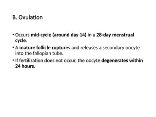 B. Ovulation
• Occurs mid-cycle (around day 14) in a 28-day menstrual
cycle.
• A mature follicle ruptures and releases a secondary oocyte
into the fallopian tube.
• If fertilization does not occur, the oocyte degenerates within
24 hours.
 