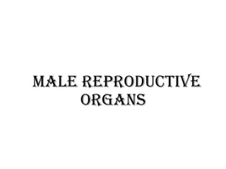 Male reproductive
organs
 