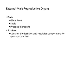 External Male Reproductive Organs
• Penis
• Glans Penis
• Shaft
• Prepuce (Foreskin)
• Scrotum
• Contains the testicles and regulates temperature for
sperm production.
 