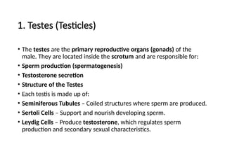 1. Testes (Testicles)
• The testes are the primary reproductive organs (gonads) of the
male. They are located inside the scrotum and are responsible for:
• Sperm production (spermatogenesis)
• Testosterone secretion
• Structure of the Testes
• Each testis is made up of:
• Seminiferous Tubules – Coiled structures where sperm are produced.
• Sertoli Cells – Support and nourish developing sperm.
• Leydig Cells – Produce testosterone, which regulates sperm
production and secondary sexual characteristics.
 