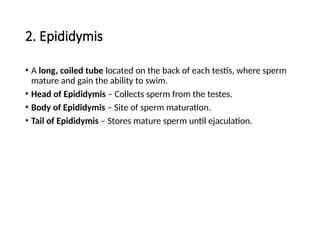 2. Epididymis
• A long, coiled tube located on the back of each testis, where sperm
mature and gain the ability to swim.
• Head of Epididymis – Collects sperm from the testes.
• Body of Epididymis – Site of sperm maturation.
• Tail of Epididymis – Stores mature sperm until ejaculation.
 