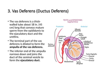 3. Vas Deferens (Ductus Deferens)
• The vas deferens is a thick-
walled tube about 18 in. (45
cm) long that conveys mature
sperm from the epididymis to
the ejaculatory duct and the
urethra.
• The terminal part of the vas
deferens is dilated to form the
ampulla of the vas deferens.
• The inferior end of the ampulla
narrows down and joins the
duct of the seminal vesicle to
form the ejaculatory duct.
 