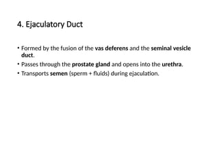 4. Ejaculatory Duct
• Formed by the fusion of the vas deferens and the seminal vesicle
duct.
• Passes through the prostate gland and opens into the urethra.
• Transports semen (sperm + fluids) during ejaculation.
 