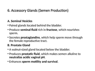6. Accessory Glands (Semen Production)
A. Seminal Vesicles
• Paired glands located behind the bladder.
• Produce seminal fluid rich in fructose, which nourishes
sperm.
• Secretes prostaglandins, which help sperm move through
the female reproductive tract.
B. Prostate Gland
• A walnut-sized gland located below the bladder.
• Produces prostatic fluid, which makes semen alkaline to
neutralize acidic vaginal pH.
• Enhances sperm motility and survival.
 