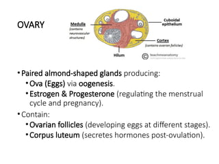 OVARY
•Paired almond-shaped glands producing:
•Ova (Eggs) via oogenesis.
•Estrogen & Progesterone (regulating the menstrual
cycle and pregnancy).
•Contain:
•Ovarian follicles (developing eggs at different stages).
•Corpus luteum (secretes hormones post-ovulation).
 