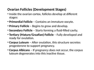 Ovarian Follicles (Development Stages)
• Inside the ovarian cortex, follicles develop at different
stages:
• Primordial Follicle – Contains an immature oocyte.
• Primary Follicle – Begins to grow and develop.
• Secondary Follicle – Starts forming a fluid-filled cavity.
• Tertiary (Mature/Graafian) Follicle – Fully developed and
ready for ovulation.
• Corpus Luteum – After ovulation, this structure secretes
progesterone to support pregnancy.
• Corpus Albicans – If pregnancy does not occur, the corpus
luteum degenerates into this inactive tissue.
 