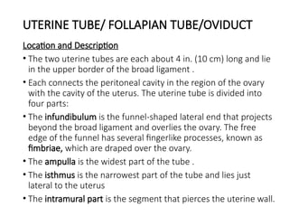 UTERINE TUBE/ FOLLAPIAN TUBE/OVIDUCT
Location and Description
• The two uterine tubes are each about 4 in. (10 cm) long and lie
in the upper border of the broad ligament .
• Each connects the peritoneal cavity in the region of the ovary
with the cavity of the uterus. The uterine tube is divided into
four parts:
• The infundibulum is the funnel-shaped lateral end that projects
beyond the broad ligament and overlies the ovary. The free
edge of the funnel has several fingerlike processes, known as
fimbriae, which are draped over the ovary.
• The ampulla is the widest part of the tube .
• The isthmus is the narrowest part of the tube and lies just
lateral to the uterus
• The intramural part is the segment that pierces the uterine wall.
 