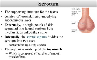Scrotal Ridge Reproductive system -tells about about how to reproduce to ourself | PDF