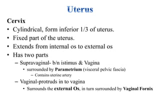 Reproductive system -tells about about how to reproduce to ourself | PDF
