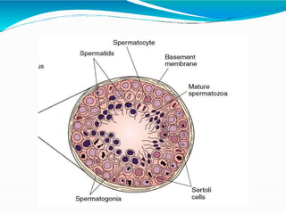 Comprehensive Overview of Human Reproductive Systems and Functions | PPTX