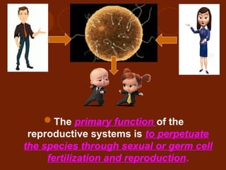 Comprehensive Overview of the Human Reproductive System: Anatomy ...