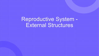 Reproductive System -
External Structures
 