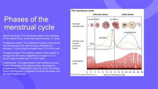 Phases of the
menstrual cycle
Menstrual phase: The menstrual phase is the shedding
of the uterine lining, which lasts approximately 3-7 days.
Proliferative phase: The proliferative phase is the growth
and thickening of the uterine lining, stimulated by
estrogen. It occurs approximately days 5-14 of the cycle.
Ovulatory phase: The ovulatory phase is the release of
an egg from the ovary, triggered by a surge in LH. It
occurs approximately day 14 of the cycle.
Luteal phase: The luteal phase is the maintenance and
further thickening of the uterine lining, stimulated by
progesterone. If implantation does not occur, the corpus
luteum disintegrates, progesterone levels decrease, and
the cycle begins anew.
 