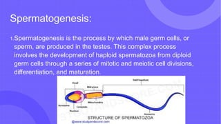 Spermatogenesis:
1.Spermatogenesis is the process by which male germ cells, or
sperm, are produced in the testes. This complex process
involves the development of haploid spermatozoa from diploid
germ cells through a series of mitotic and meiotic cell divisions,
differentiation, and maturation.
 